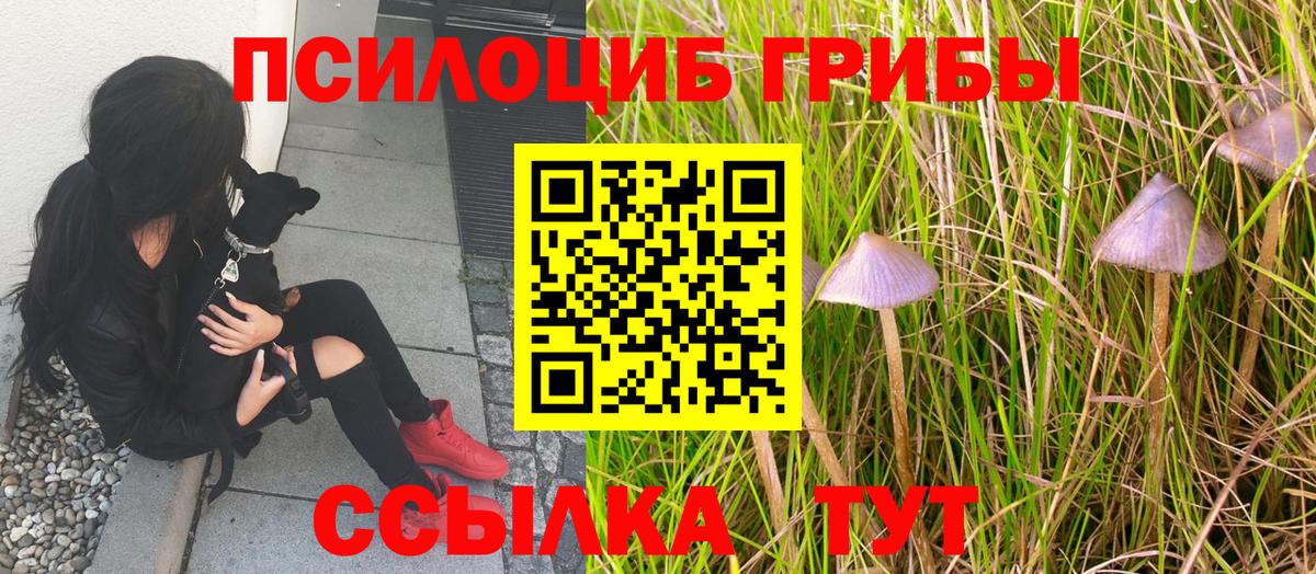 MDMA  Новозыбков  Вход с VPN  Конопля  COCAIN  МЕФ кристаллы  ГАШИШ  Как найти наркотики?  А ПВП СК  